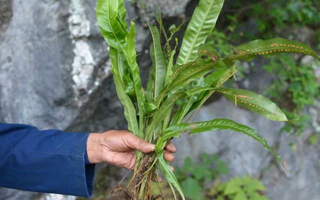 这野草，背带“珍珠”，更是“良药”，人称“龙骨牌”
