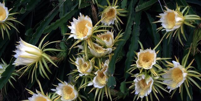  『仙人掌科植物』龙骨、量天尺、令箭荷花，是同一种植物吗？养护方法有什么不同？
