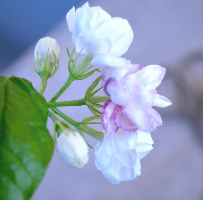  『草莓』适合用花盆栽种的四种水果，除了草莓还有很多，你会选哪种？