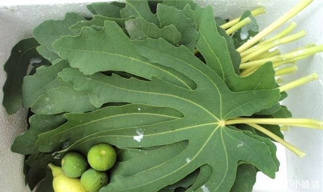 受益@我是无花果,一直被误会没有花,其实我浑身都是宝,早知道早受益