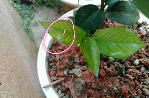  『叶脉』茶花盆栽的叶脉发黄就是缺素吗？不是的，4种原因容易被忽略