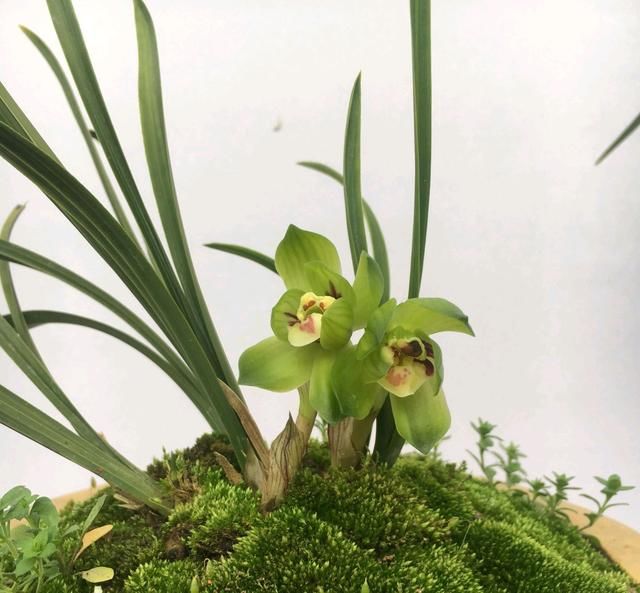  #来看网友#兰花专用土是万能养兰土？使用不当盆土长期湿漉漉，兰花空根烂根