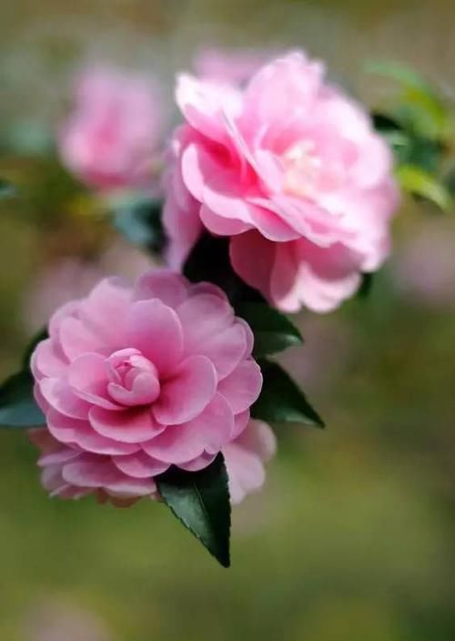  『代表着』花友选出了自己认为最美的50种花