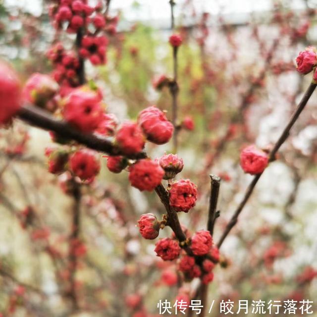  『植物』感觉公园里的植物就是不一样