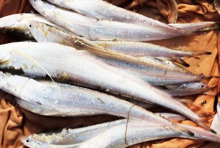 中国卖出“天价”的4种鱼，长江刀鱼今年禁捕，有钱你都买不到！