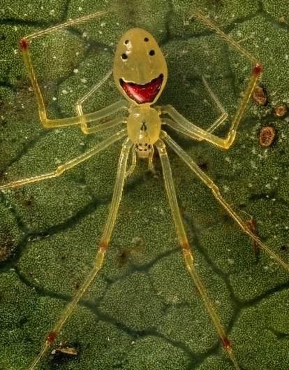 史上最萌的蜘蛛--笑脸蜘蛛你见过吗,看到真想