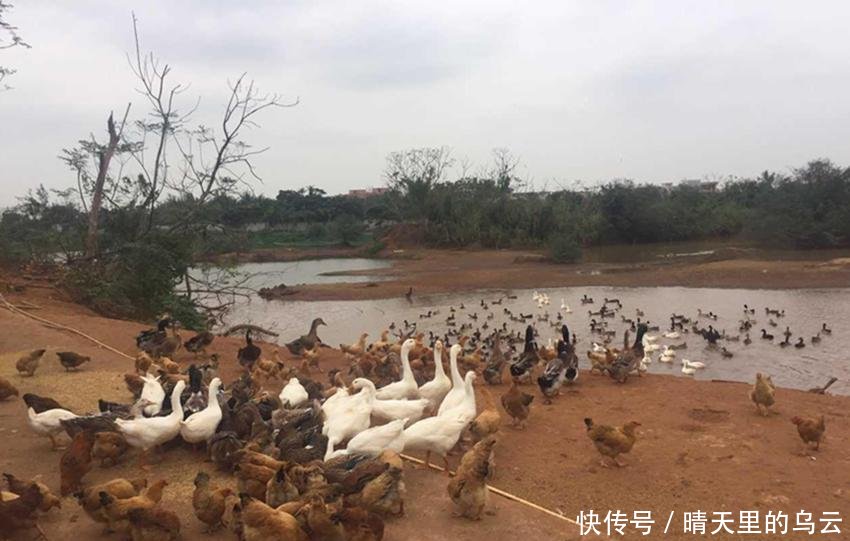 农村“禁养”搞一刀切，一头都不让养吗抱怨前先看清官方咋说的