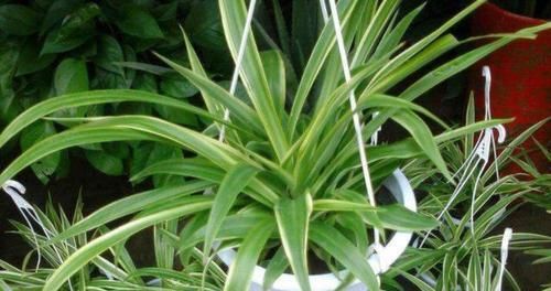 「吊兰的根」吊兰根系'撑爆'盆?跟着小编学,养根、分株,花盆都装不下