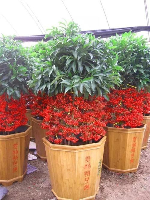  养盆■客厅养盆“金玉满堂”，一盆红透“客厅”，俗称黄金万两