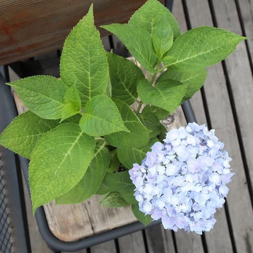  「花叶络石」农村遇到此“瑰宝级”植物，快挖回家摆起来！家人身体越变越棒