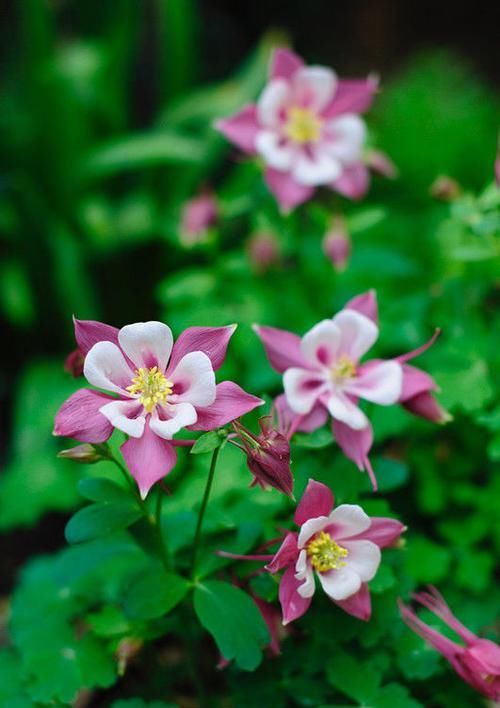  『家里』家里阳台种这些花卉，丢在阳台花开成瀑布，花香沁人心脾，超美