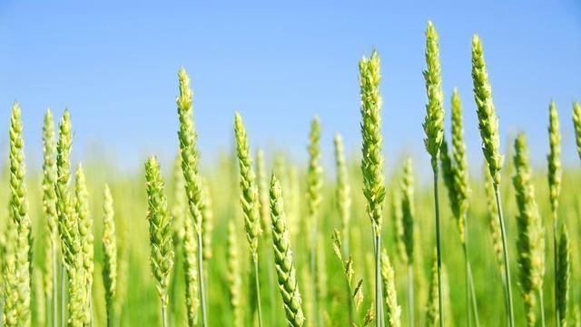  「增产」九种小麦增产技术，赶紧过来学学吧！30年老农民经验分享