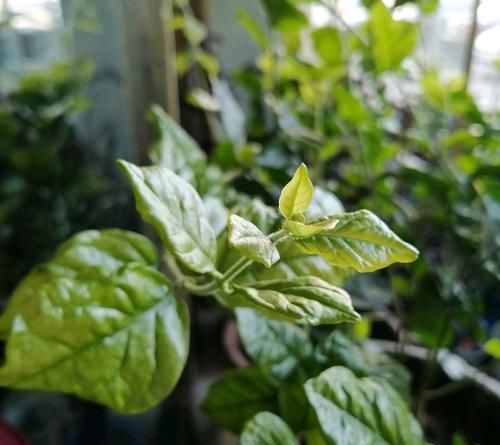  #光照#茉莉花满树花苞就是不开花？满足一要素，很快开花爆盆满屋飘香
