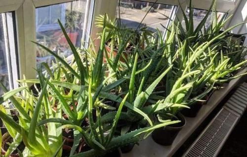  『经验』家庭种植芦荟的关键，在于这3点养护技巧，学会了疯长还少生病