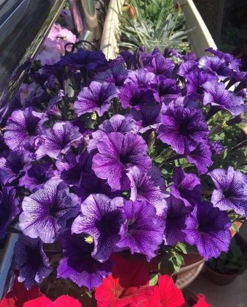  #种植#阳台种盆矮牵牛，易种植花色多，开成“花瀑布”，吊在空中非常美
