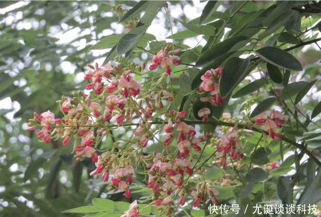 #小院#家有小院,3种花必须要养,造型奇特抓人眼球,自己就是一道风景