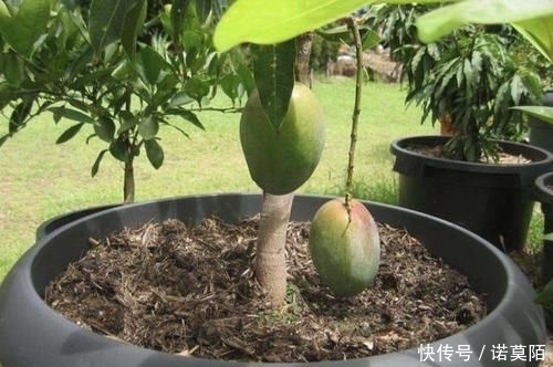 种植■胡大妈在家种“果树”，6个月长成“小盆景”，3年结出20个果，值