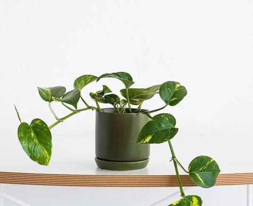  『精致』极其耐阴的几种观赏植物，养成桌面上的精致盆栽