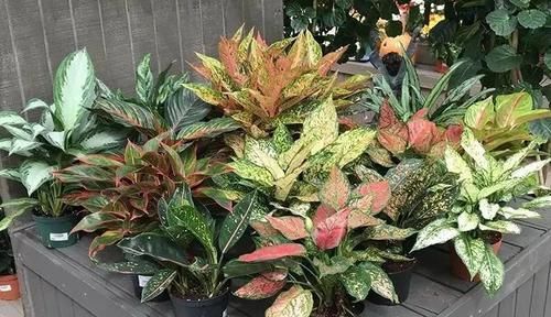 #适合#这些观叶植物很适合养室内遮阴处,种花盆里特好照顾