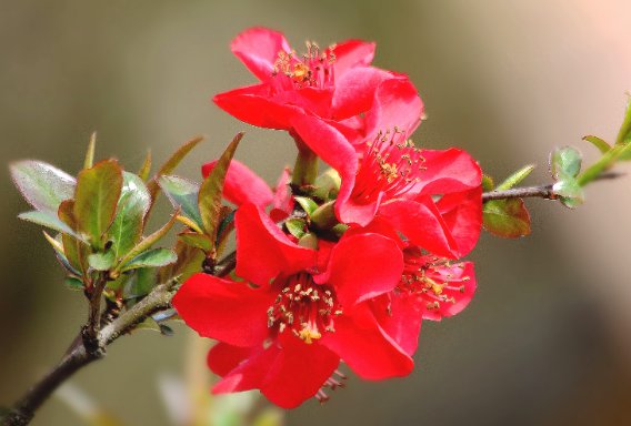  「蟹爪兰」天热就养这些花草，花朵硕大又好养，阳台种植成花海