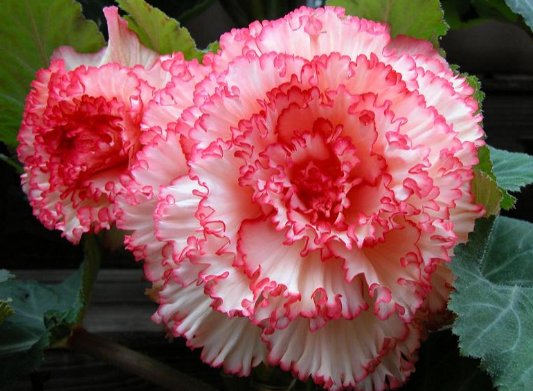  『蜀葵』阳台上养这些开花灌木，最适合养在阳台，清香味四溢，美如画