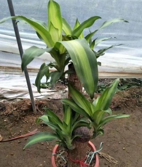  [芦荟]这10种绿植比'空气净化器'好用，好看又好养，家居盆栽首选