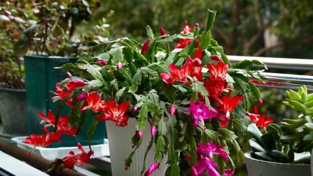  「种植」最美的室内植物，种植简单易“养活”，花期超长颜值高！