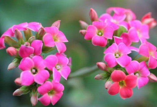  『轻松』家养这几款植物，可贱养不矫情，全年循环开花，轻松打造小花园