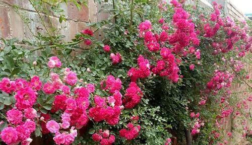  【玫瑰】喜欢菊花，不如养盆“高档玫瑰”荷花蔷薇，亲切妖娆 花姿清雅