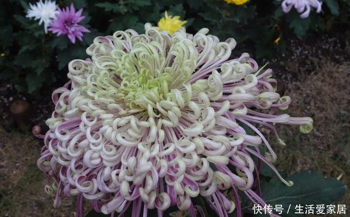  【龙面花】喜欢玫瑰，不如养盆“菊中精品”盘龙盈袖，粉嫩典雅，娇巧迷人！