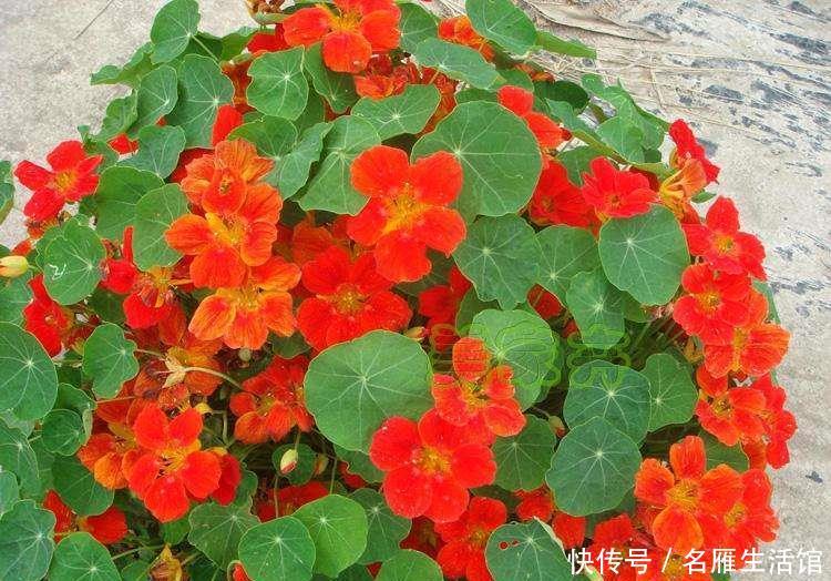  「品种」“3种花”，可悬挂养，长势旺，花期变成大花球