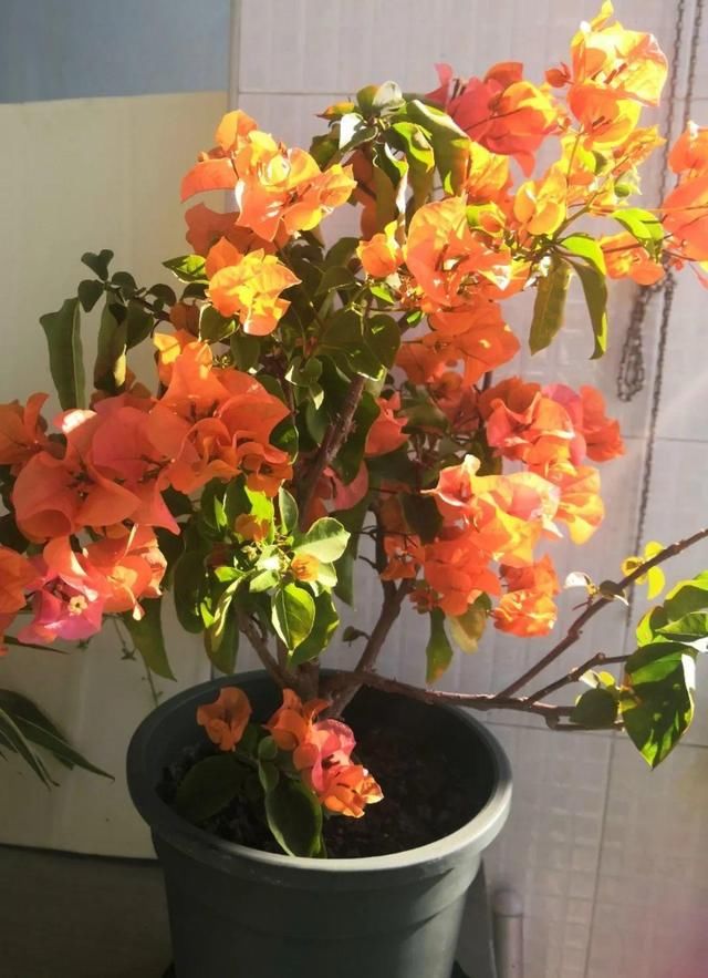 [最合适]1间房1盆花，养最合适的，全家都健康
