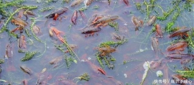 稻田|大火的稻田养殖模式，不仅仅是虾，这些东西也能养