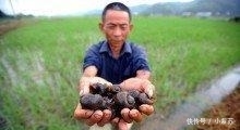 当年将福寿螺引进中国的人, 麻烦你把福寿螺都吃干
