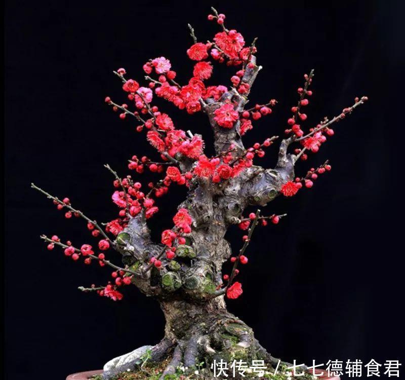  [冬季室内]离过年只剩十几天，这15种花年味十足，再不准备就迟了