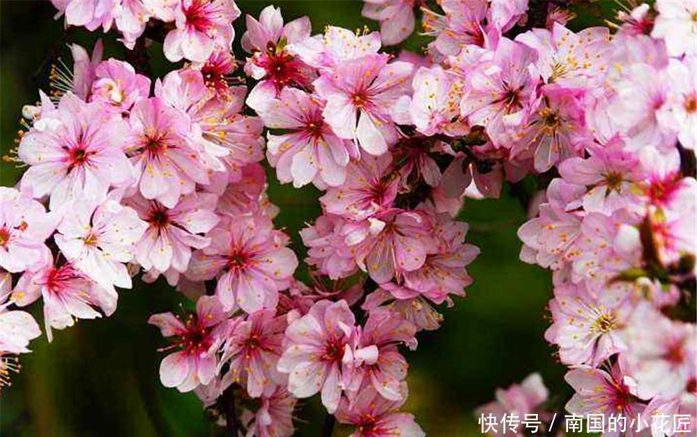 『花期』春季养1盆“郁李”,花期绽放比“桃花”还美艳,果子还能通便秘