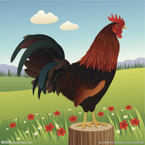 新品种长尾巴公鸡价值昂贵，市民却坦言：白送也不敢吃