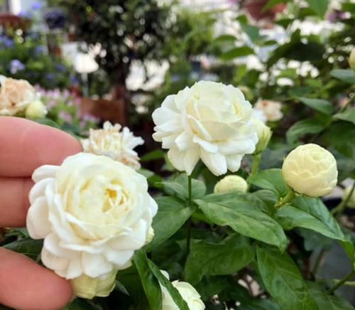 #盆栽#茉莉花盆栽不小心浇大水导致黄叶掉叶怎么办?4个急救措施再爆盆