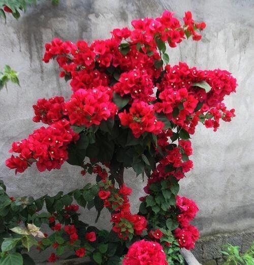  种类：家庭养什么绿植好？这5种，开花美，年年旺，价值高，越看越喜欢
