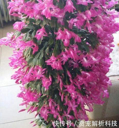  「蟹爪兰」最受欢迎的“4种花”，高端大气，花朵硕大、花期长，漂亮好养！