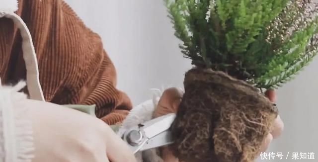 『植物』挪威国花——帚石楠,花开绚丽,不畏严寒,好看还好养