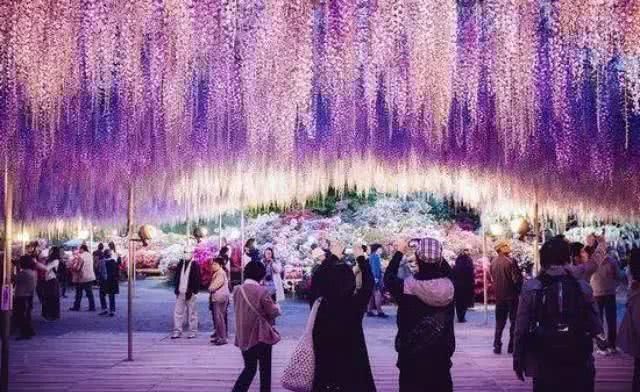 这些才是真正的天价树木,价值连城,一亿都买不走,却少有人知