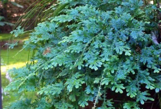 『精致』这些植物都可养在墙上,变精致的垂直植物景观,都可养在室内