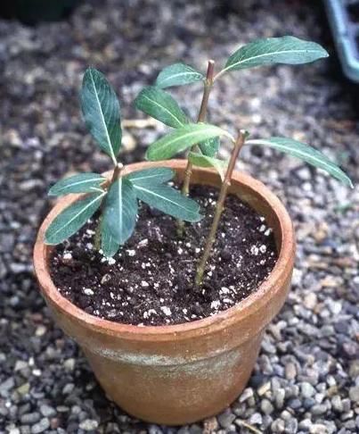 随处可见:路边的野花不要采,白色夹桃树,这花有剧毒,怎么还是随处可见!