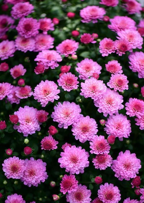  「艳丽」庭院种植这几款植物，花色艳丽丰富，堪称花中精灵，妖娆妩媚