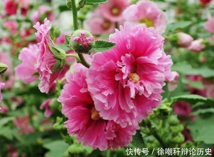  [漂亮]家里养花，就选4种“耐旱花”，好养又漂亮，开成小花海！