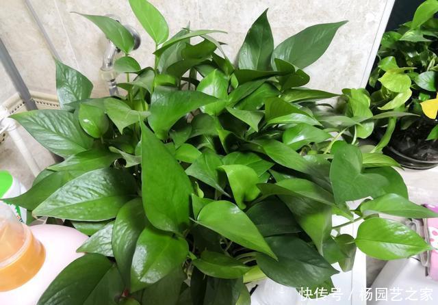 「绿萝」绿萝不用花钱去买,摘根枝条,注意扦插3要点,一根扦插几十盆