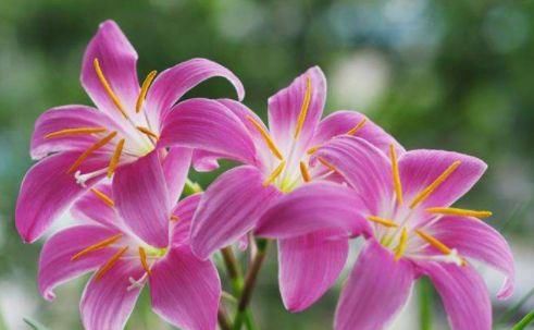  「养花」养花养这几款，花色鲜艳亮丽，枝叶繁茂旺盛，枝叶青翠欲滴