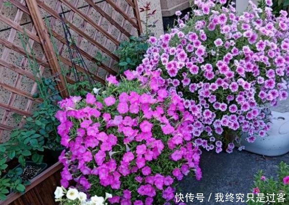  『轻松』家庭养矮牵牛的小技巧，简单一打理，轻松养爆盆，开出大花球