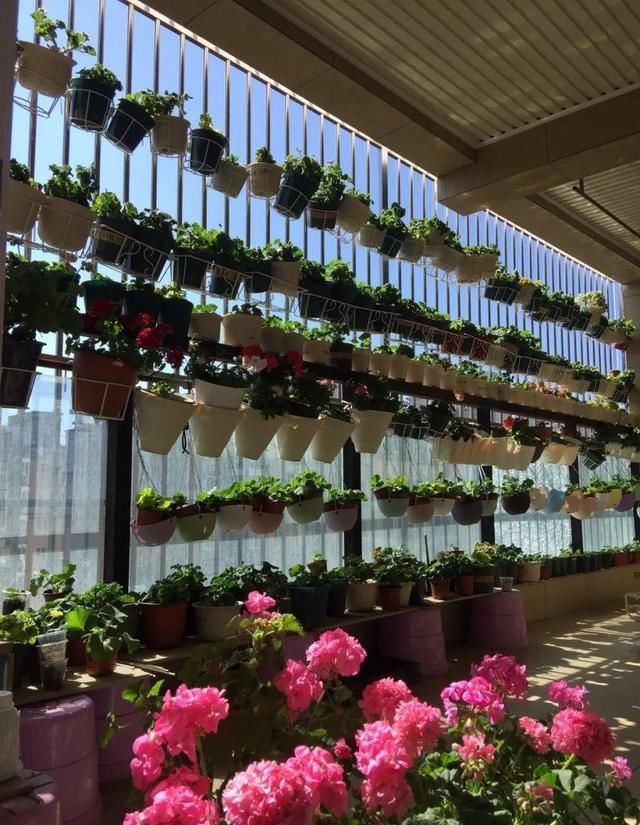  「球老师爱吃薄荷冰淇」封闭阳台养花，防盗窗有大用，1平米也能变花园！